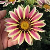 gazania big kiss white flame f1 hybrid 1 packet 15 gazania seeds