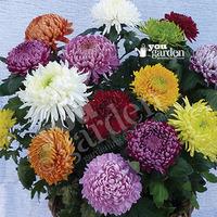 Garden Bloom Chrysanthemum Collection x 12 Jumbo Plug Plants