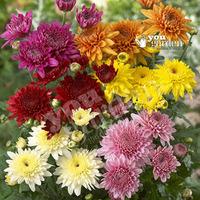 Garden Spray Chrysanthemum Plants x 12 Jumbo Plugs