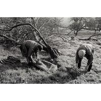 Gathering Apples By James Ravilious