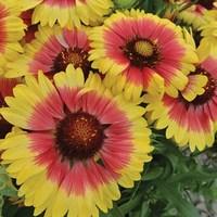 gaillardia sunset snappy 3 plants 1 litre