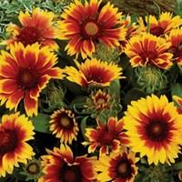 Gaillardia Goblin 6 Plants 1 Litre