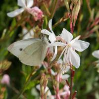 Gaura lindheimeri \'Sparkle White\' - 6 gaura plug plants