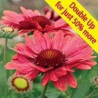 gaillardia arizona red 24 large plants