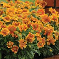 Gaillardia \'Mesa Peach\' (Garden Ready) - 6 garden ready gaillardia plug plants