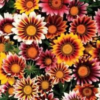 Gazania Firecracker 70 Medium Plugs