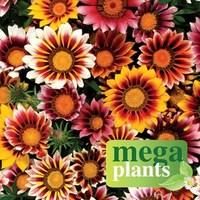 Gazania Firecracker 12 Mega Plants