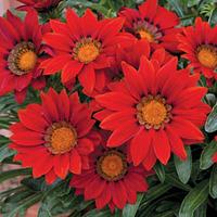 gazania red shades 24 gazania plug tray plants