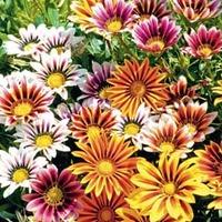 gazania stars in stripes 24 gazania plug tray plants