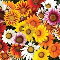 Gazania Sunrise Mix 70 Medium Plugs