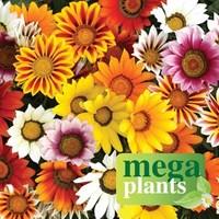 gazania sunrise 12 mega plants