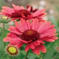 gaillardia arizona red 6 plants 1 litre