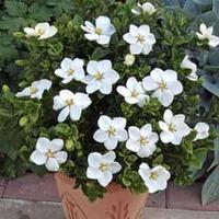 Gardenia jasminoides \'Kleim\'s Hardy\' - 3 gardenia plants in 9cm pots