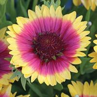 Gaillardia \'Snappy\' - 20 gaillardia plug plants