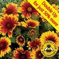 Gaillardia Goblin 24 Large Plants