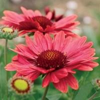 Gaillardia Arizona Red 12 Large Plants