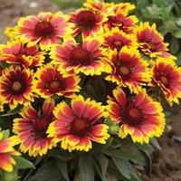 Gaillardia aristata \'Arizona Sun\' (Large Plant) - 2 gaillardia plants in 2 litre pots