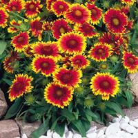 gaillardia arizona sun 48 gaillardia plug tray plants