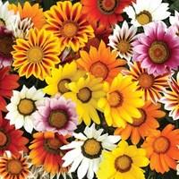 gazania sunrise mix 6 x 9cm pots