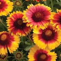 Gaillardia Mesa Bright Bicolour 24 Jumbo Round Plants