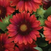 Gaillardia Mesa Red 24 Jumbo Round Plants