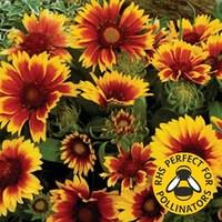 Gaillardia Goblin 12 Jumbo Plants