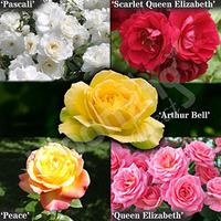 Garden Glamour \'Repeat-Flowering\' Rose Bush Collection x 5 Bare root plants
