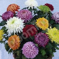 Garden Bloom Chrysanthemum Collection x 12 Jumbo Plug Plants