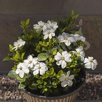 Gardenia Kleim\'s Hardy 9cm - set of 3