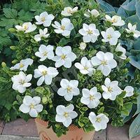 Gardenia \'Kleim\'s Hardy\' plant in 9cm pot