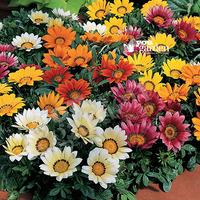 Gazania Kiss Mix 40 plug plants