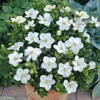 Gardenia Kleim\'s Hardy 9cm - set of 3