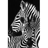 gb eye zebra black and white maxi poster multi colour pack of 189