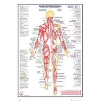 gb eye human body major posterior muscles maxi poster wood multi colou ...