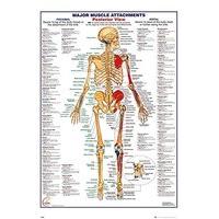 Gb Eye Human Body Muscles Attachments Posterior Maxi Poster, Wood, Multi-colour
