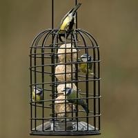 GBS Exclusive Premium Suet Ball Feeder with Guardian - Small