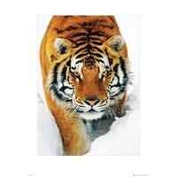 GB eye Art Print, Tiger, Snow, 60 x 80cm