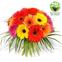 Gerbera Bouquet + Free Vase - flowers