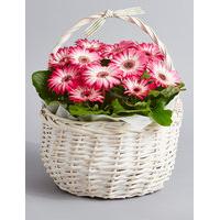 Gerbera Basket