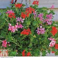 Geranium \'Supreme Mixed\' (Pre-Planted Basket) - 1 x geranium pre-planted basket + 100g pack of incredibloom®