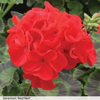 Geranium \'Best Red\' F1 Hybrid - 72 geranium plug plants + 200g of geranium fertiliser