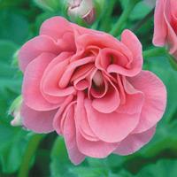 Geranium \'Pink Sybil\' - 5 geranium jumbo plug plants