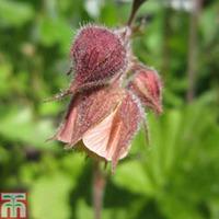 Geum rivale (Marginal Aquatic) - 1 x 9cm potted geum plant