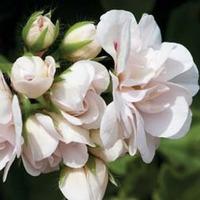 Geranium \'White Rose\' - 10 geranium jumbo plug plants