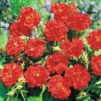 Geum \'Blazing Sunset\' - 6 geum plug plants