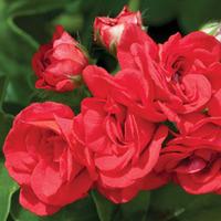 Geranium \'Red Sybil\' - 5 geranium jumbo plug plants