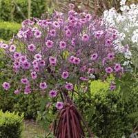 Geranium maderense - 2 x 12cm potted geranium plants