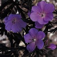 Geranium pratense \'Purple Haze\' - 1 packet (5 geranium seeds)