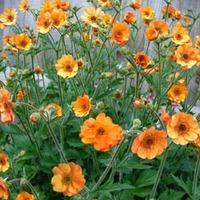 Geum \'Totally Tangerine\' (Large Plant) - 1 x 1 litre potted geum plant