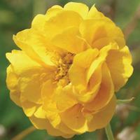 Geum \'Double Sunrise\' - 1 bare root geum plant